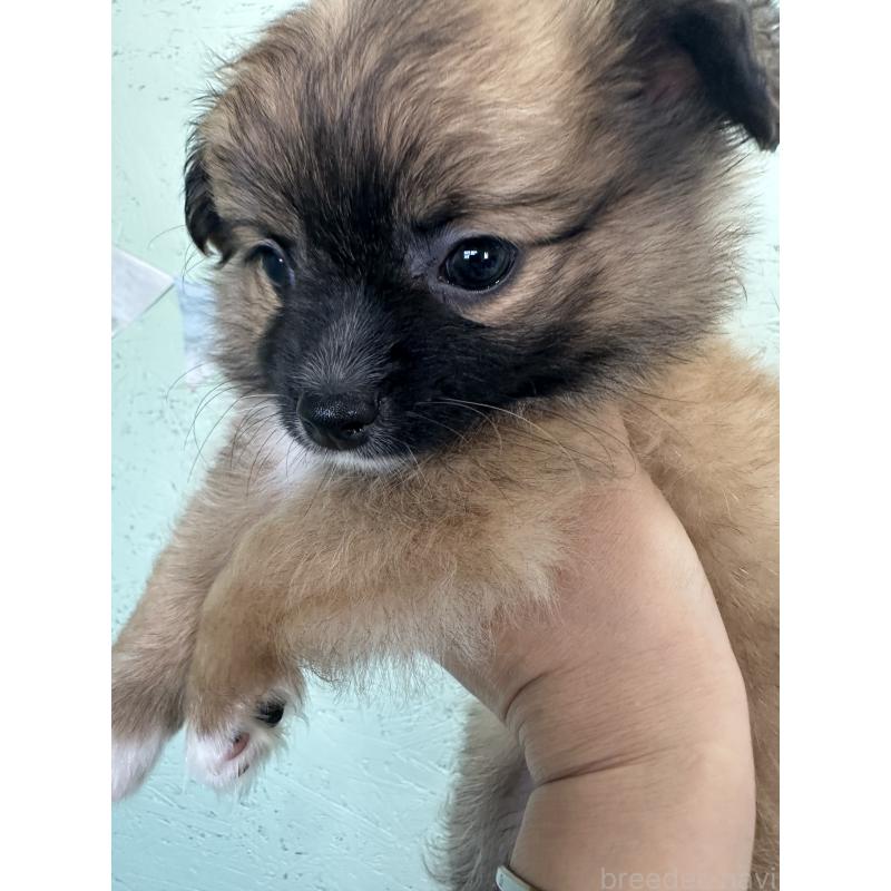 販売中ののミックス犬-394374