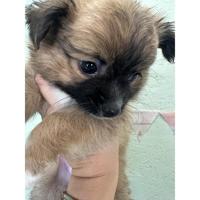 販売中の福岡県のミックス犬-394374の5枚目