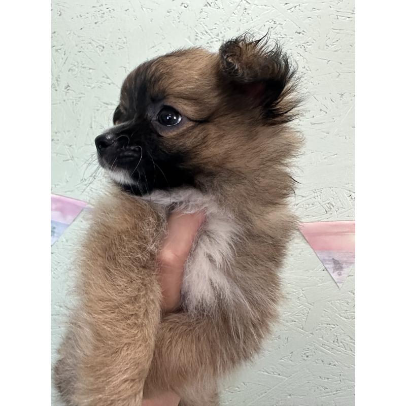 販売中の福岡県のミックス犬-394374の4枚目