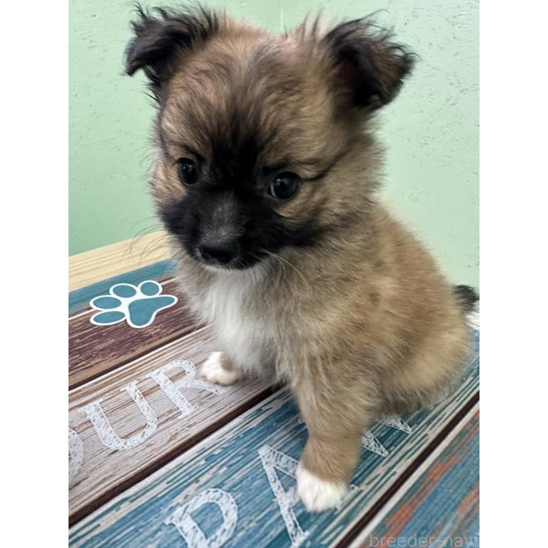 販売中の福岡県のミックス犬-394374の3枚目