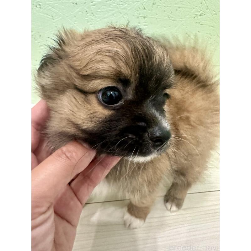 販売中の福岡県のミックス犬-394374の2枚目