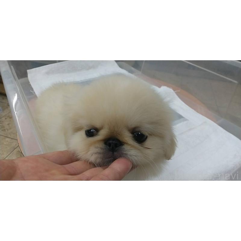 販売中の愛知県のペキニーズ-396152
