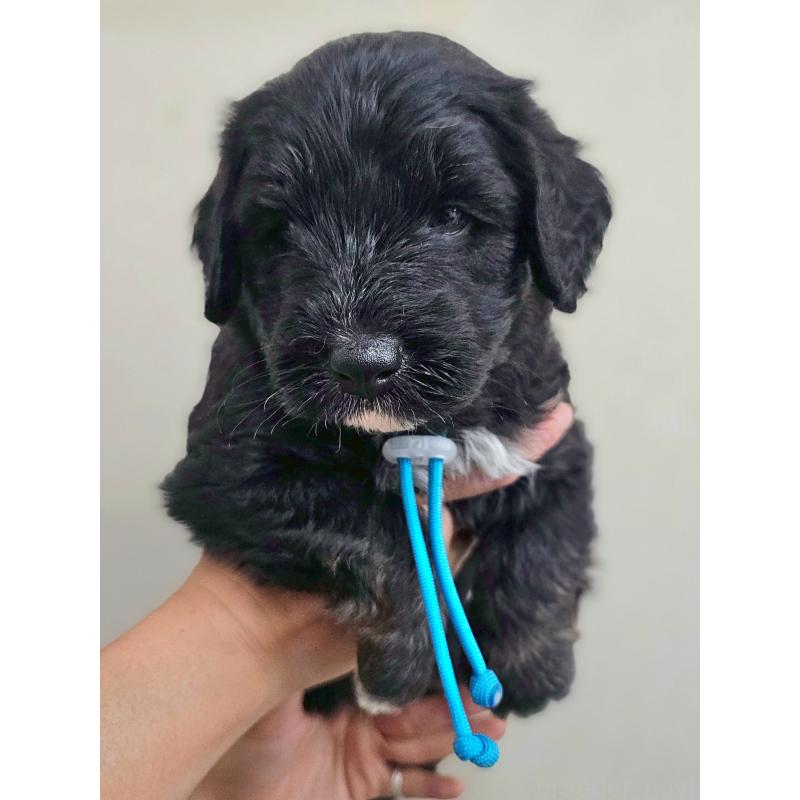 販売中ののミックス犬-397665