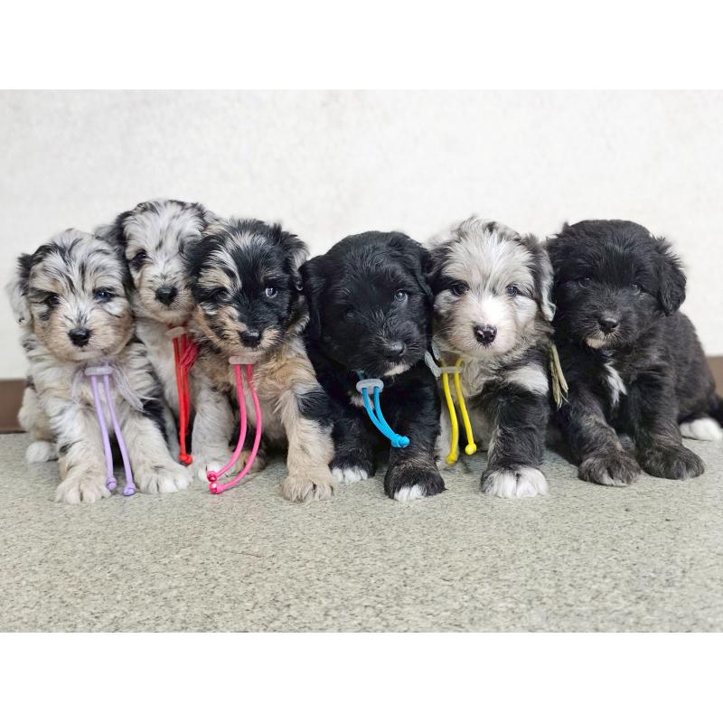 販売中の長野県のミックス犬-397667の13枚目