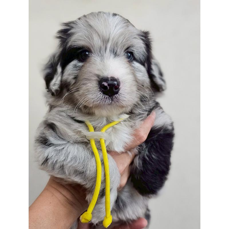 販売中の長野県のミックス犬-397667