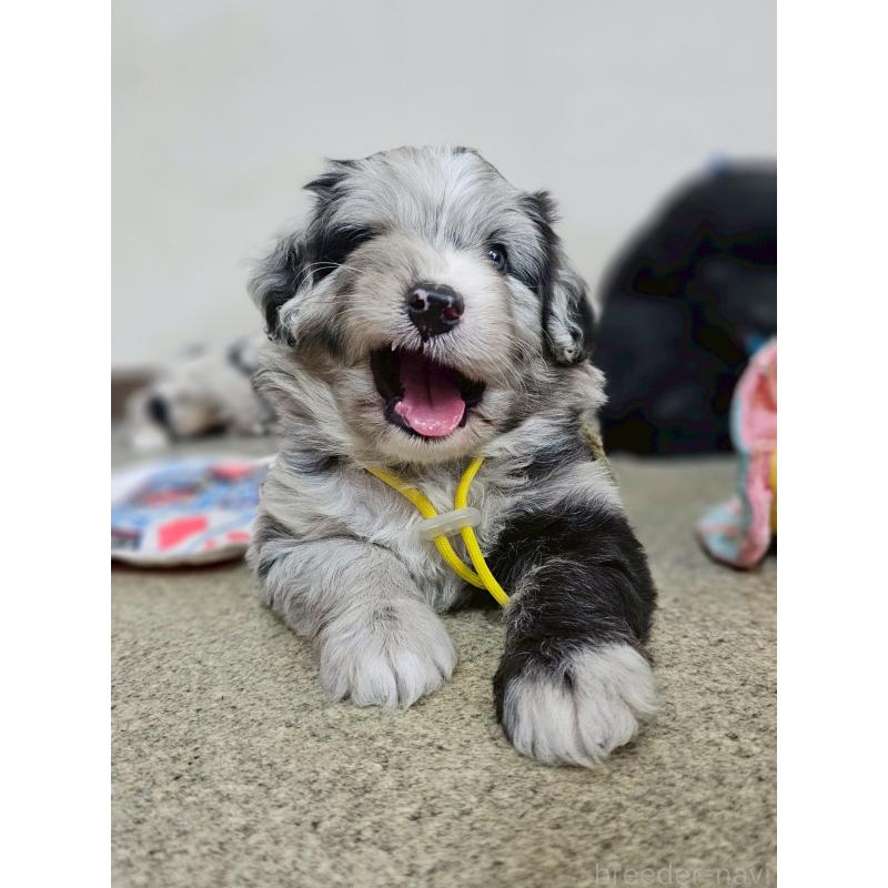 販売中の長野県のミックス犬-397667の9枚目