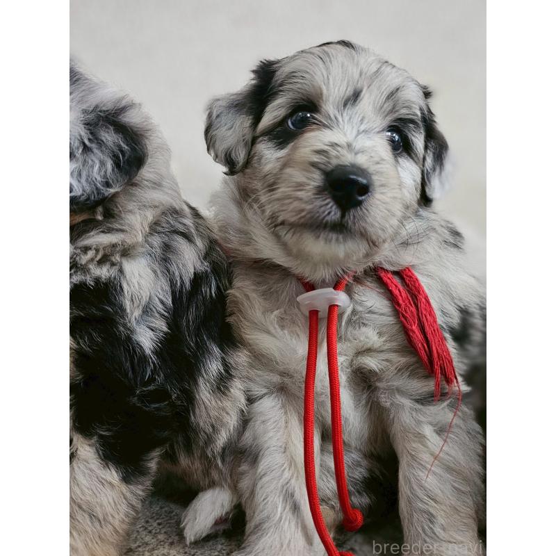 販売中の長野県のミックス犬-397668の10枚目