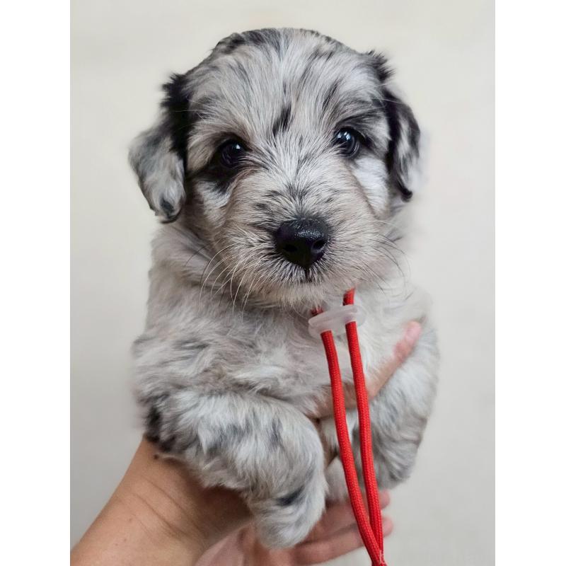 販売中の長野県のミックス犬-397668