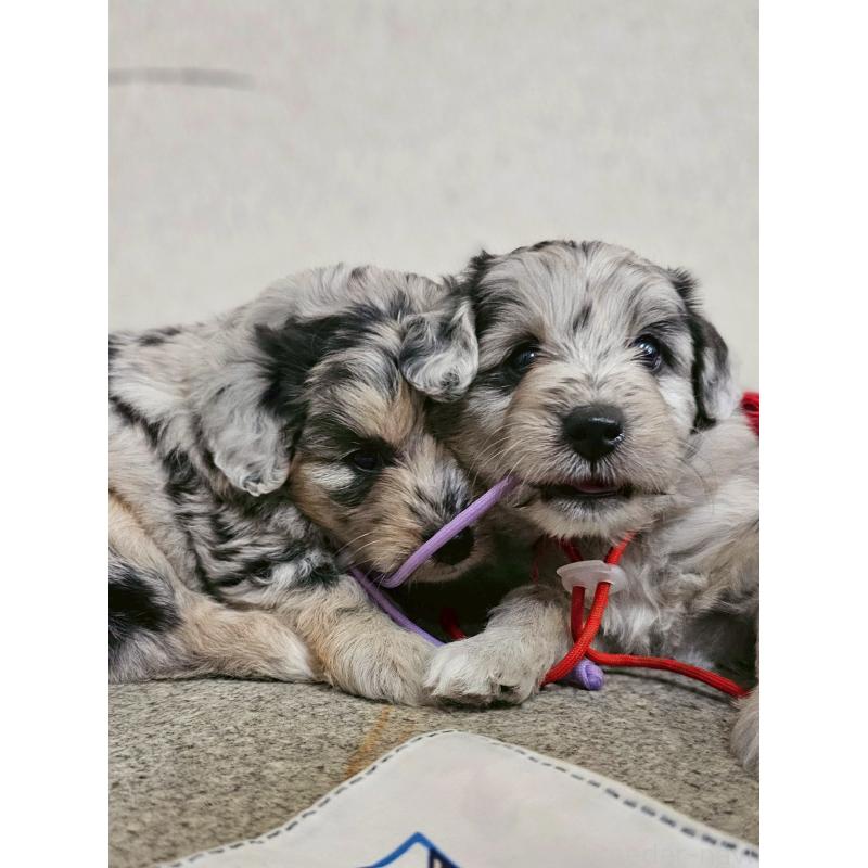 販売中の長野県のミックス犬-397668の7枚目