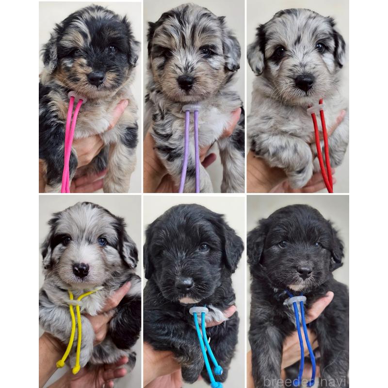 販売中の長野県のミックス犬-397668の6枚目