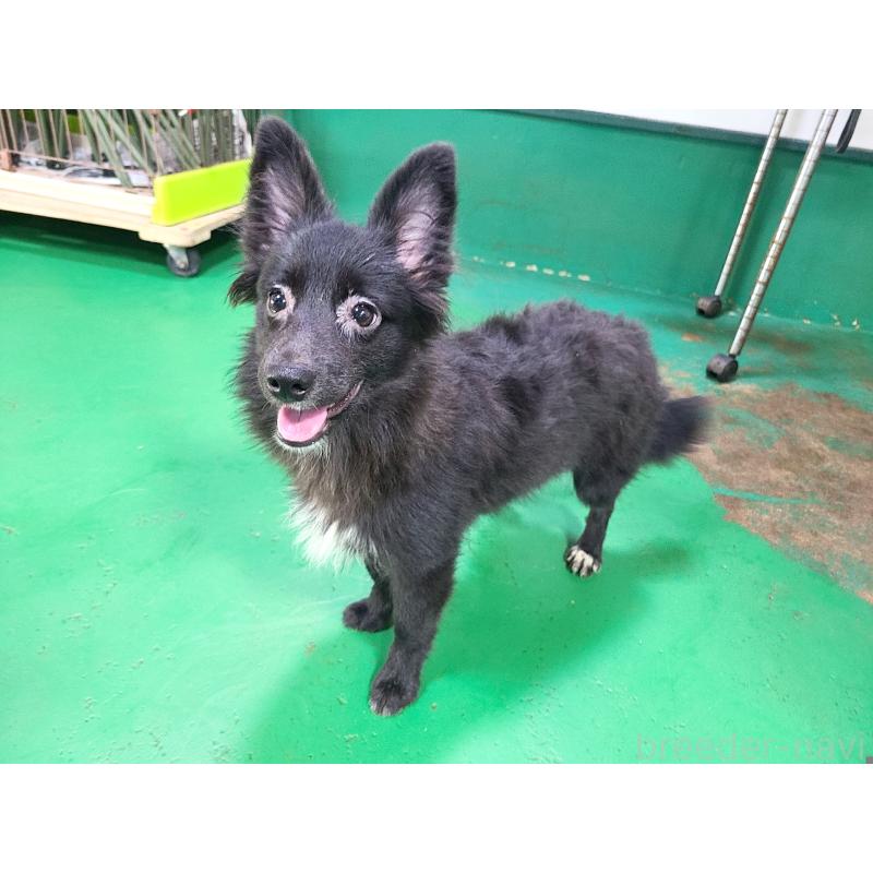 販売中の東京都のミックス犬-375989の2枚目