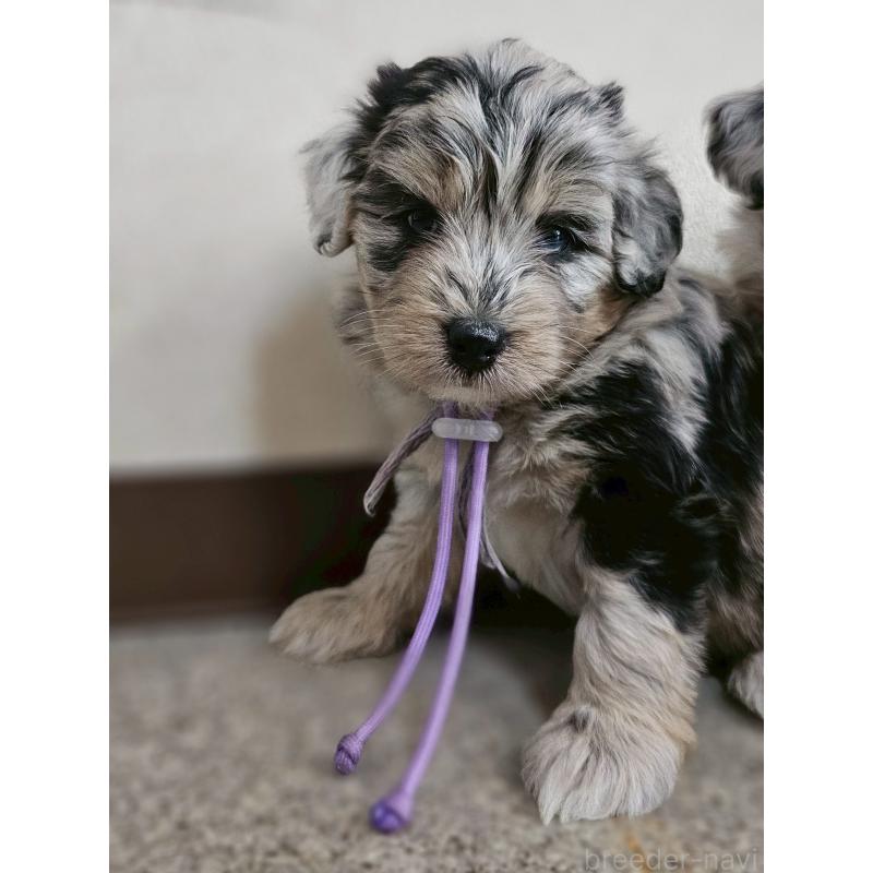 販売中の長野県のミックス犬-397669の11枚目