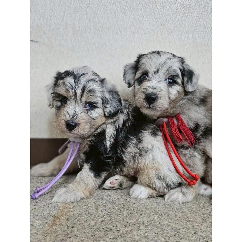 販売中の長野県のミックス犬-397669の10枚目