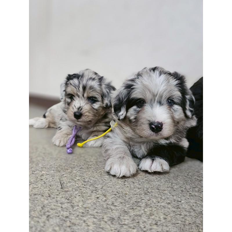 販売中の長野県のミックス犬-397669の8枚目