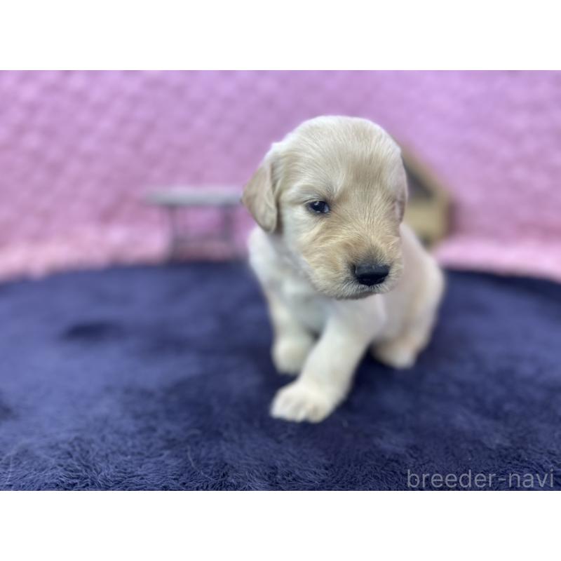 販売中の茨城県のゴールデンレトリーバー-402972の6枚目