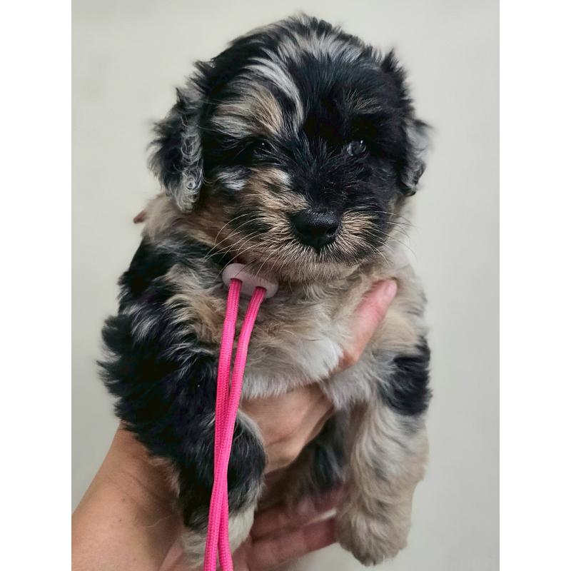 販売中の長野県のミックス犬-397671