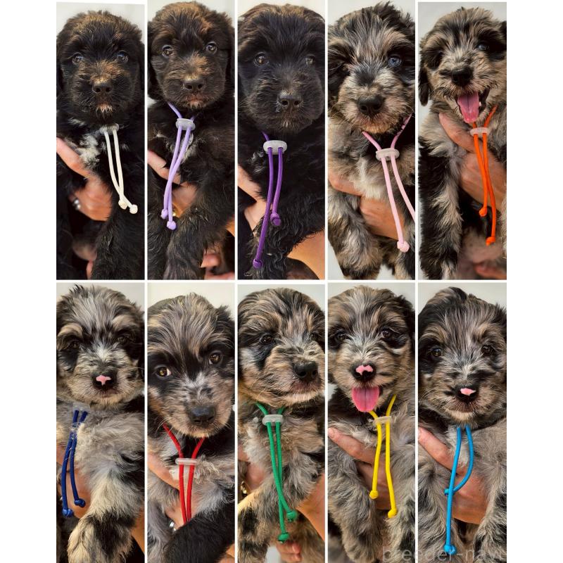 成約済の長野県のミックス犬-395412の2枚目