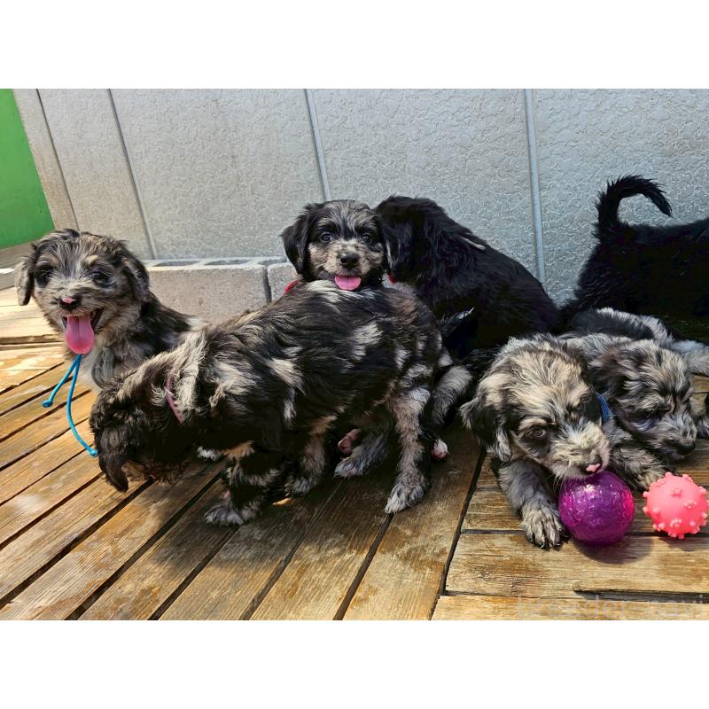 成約済の長野県のミックス犬-395409の3枚目