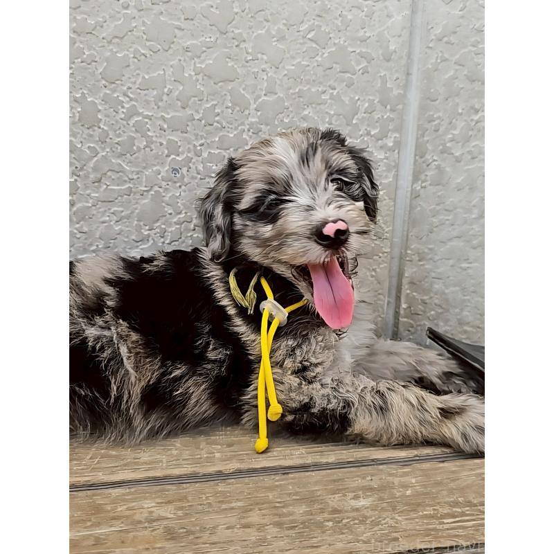 成約済の長野県のミックス犬-395406の4枚目