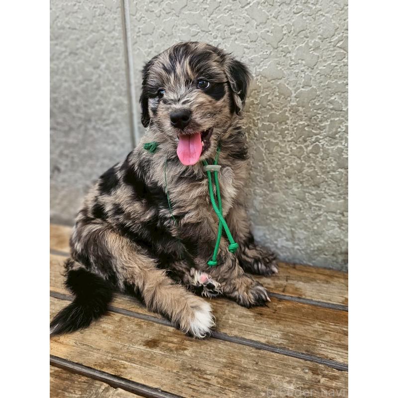 成約済の長野県のミックス犬-395405の3枚目