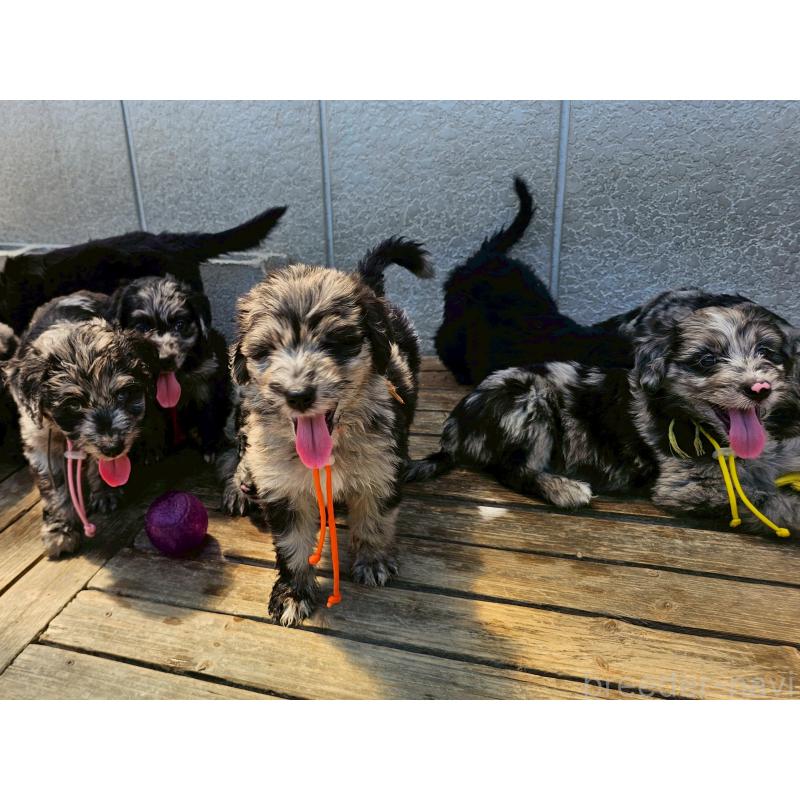 成約済の長野県のミックス犬-395402の4枚目