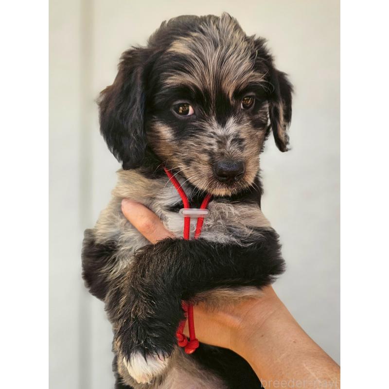 販売中の長野県のミックス犬-395396