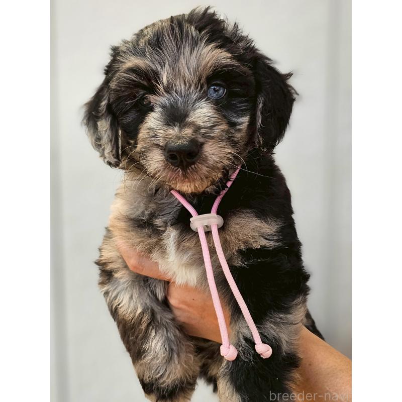 販売中の長野県のミックス犬-395397