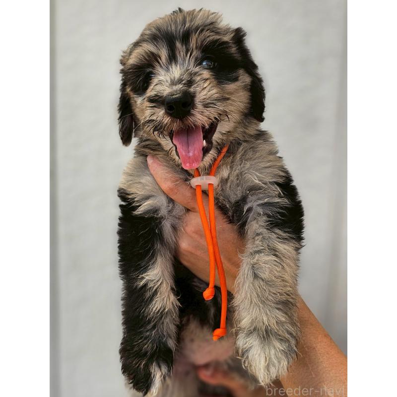 販売中の長野県のミックス犬-395395