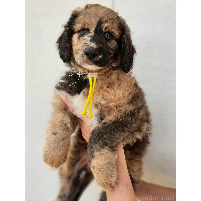 販売中ののミックス犬-397516