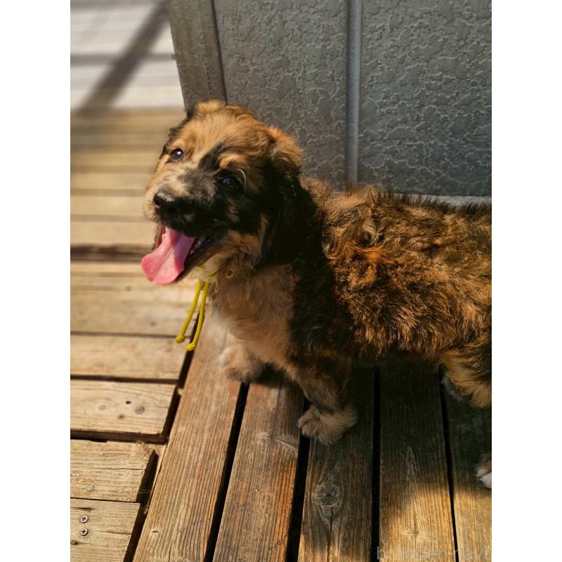 販売中の長野県のミックス犬-397516の9枚目