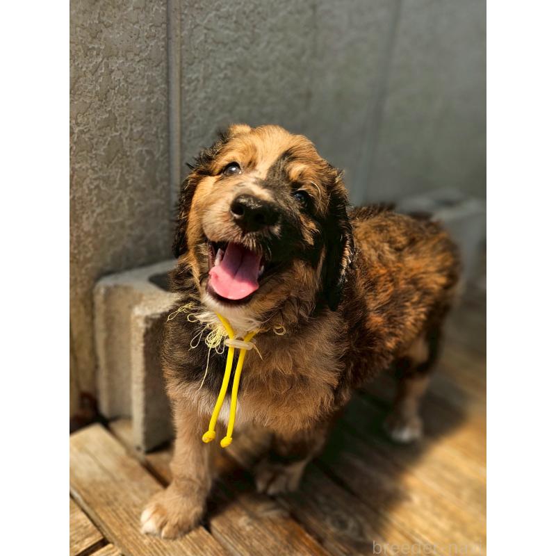 販売中の長野県のミックス犬-397516の8枚目