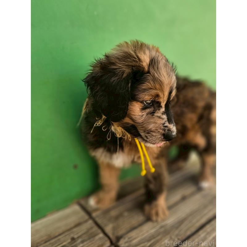 販売中の長野県のミックス犬-397516の7枚目