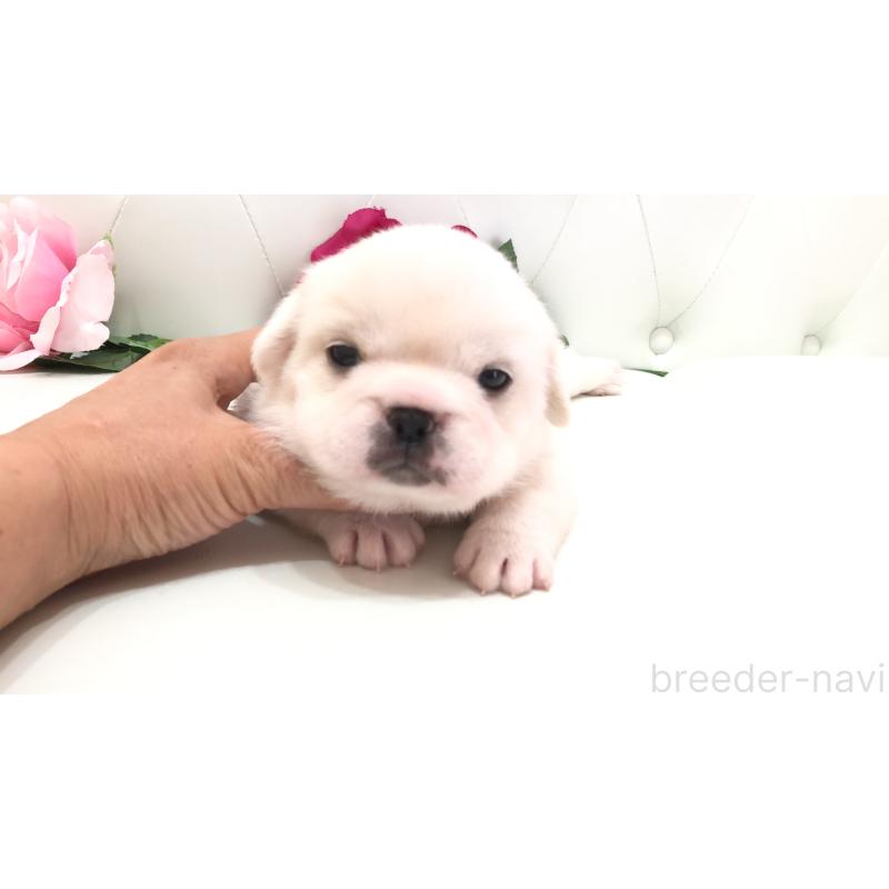 販売中の埼玉県のミックス犬-402095