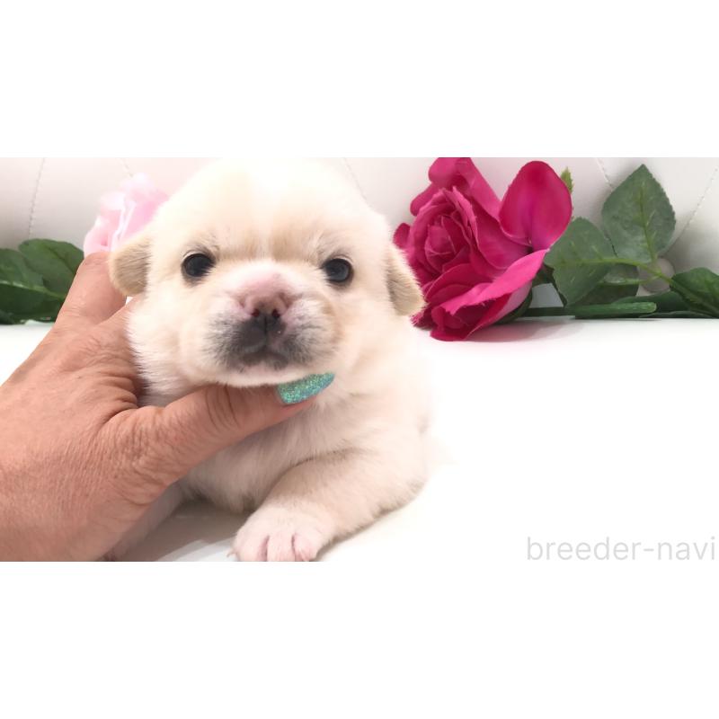 販売中の埼玉県のミックス犬-402098