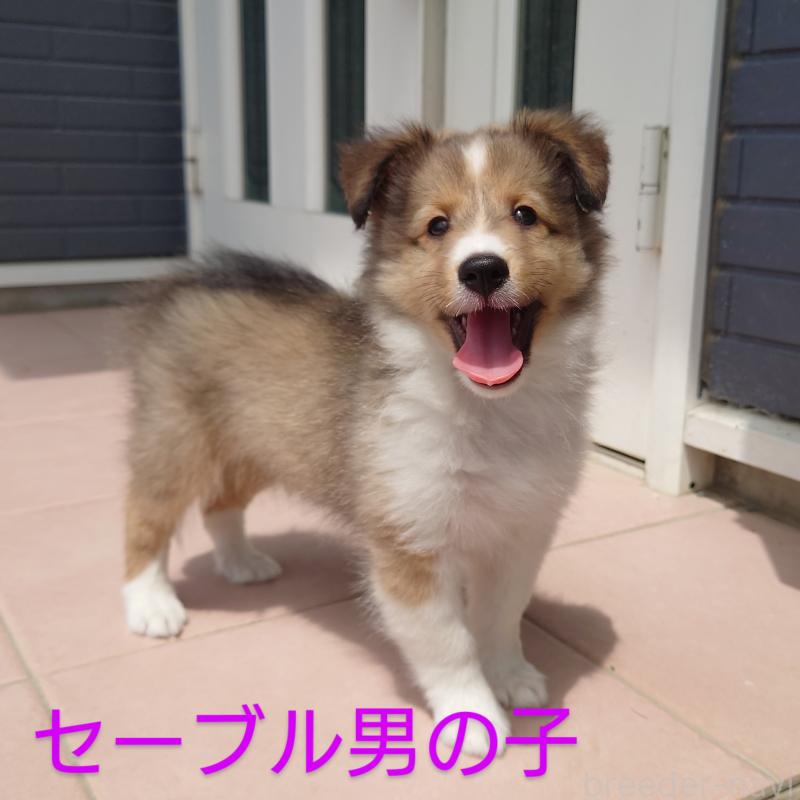 販売中の静岡県のシェットランドシープドッグ(シェルティ)-399449