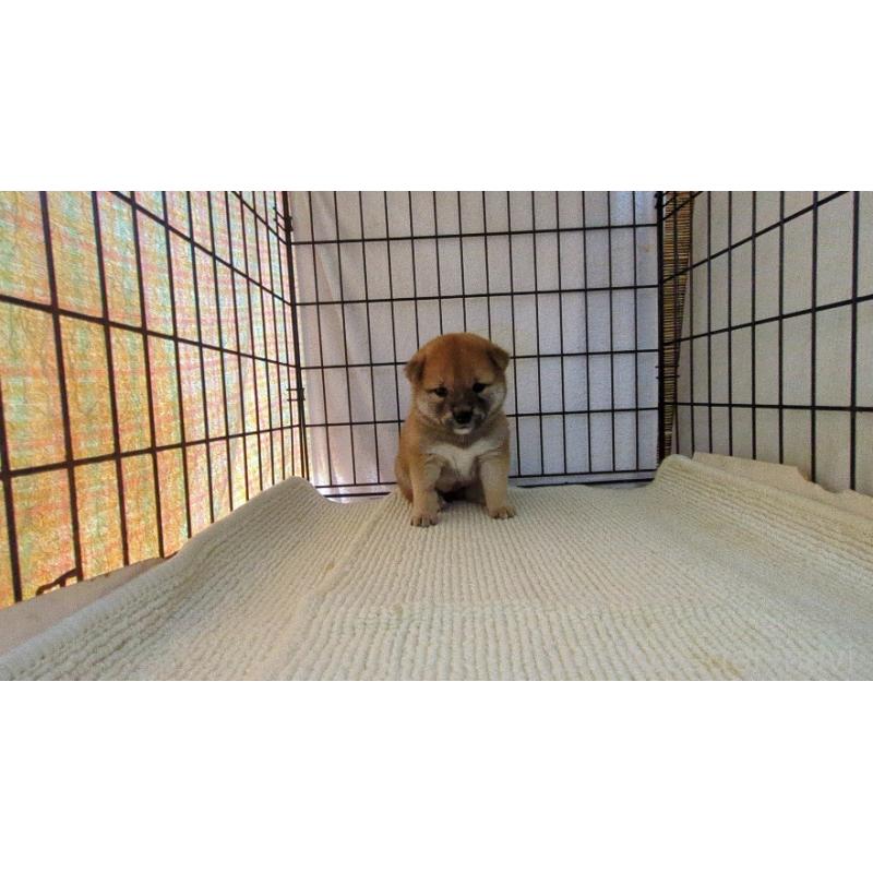 販売中の茨城県の柴犬-391611