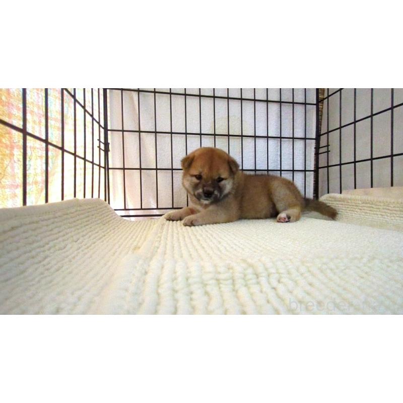 販売中の茨城県の柴犬-391611の2枚目