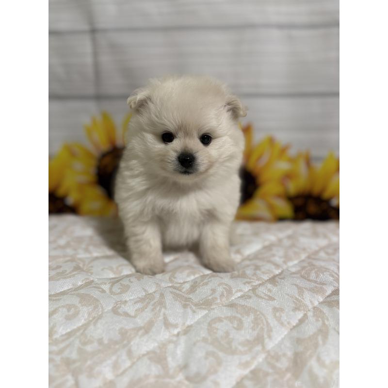 販売中の茨城県のミックス犬-402999の7枚目