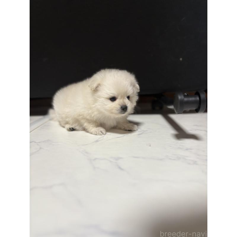販売中の茨城県のミックス犬-402999の6枚目