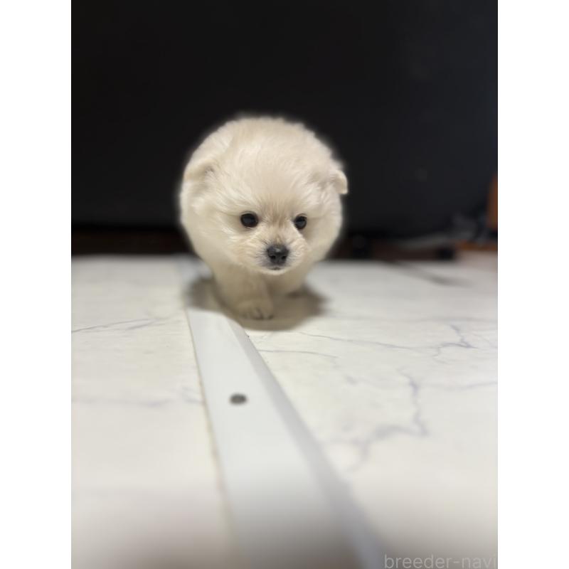 販売中の茨城県のミックス犬-402999の5枚目