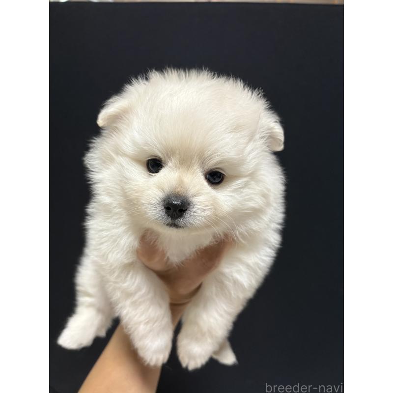 販売中の茨城県のミックス犬-402999の4枚目
