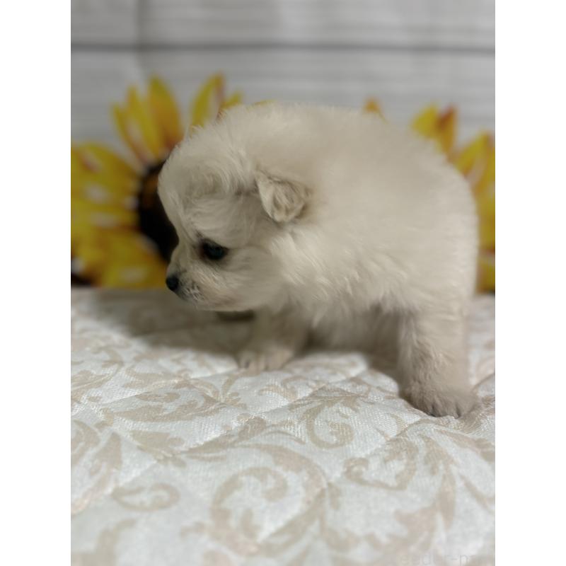 販売中の茨城県のミックス犬-402999の3枚目