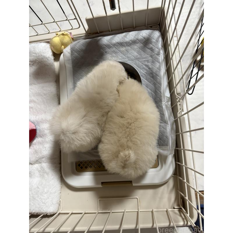 販売中の茨城県のミックス犬-402999の2枚目