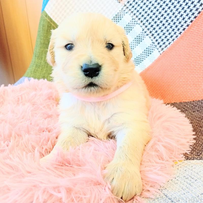 販売中の和歌山県のゴールデンレトリーバー-403002の3枚目