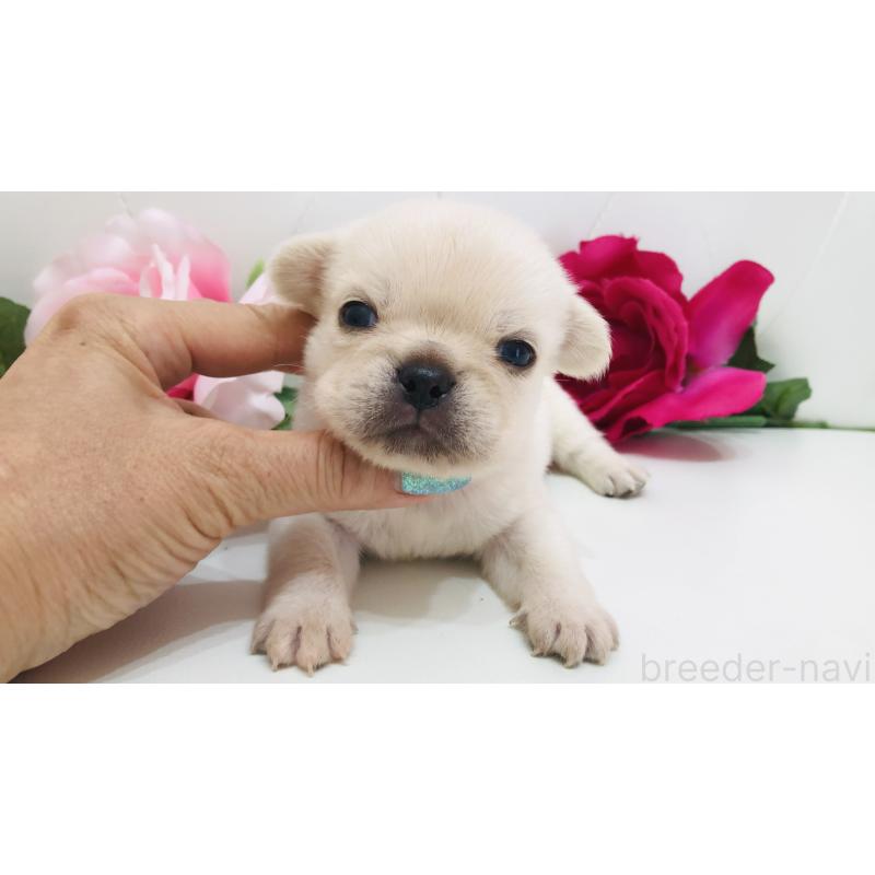 販売中の埼玉県のミックス犬-401452