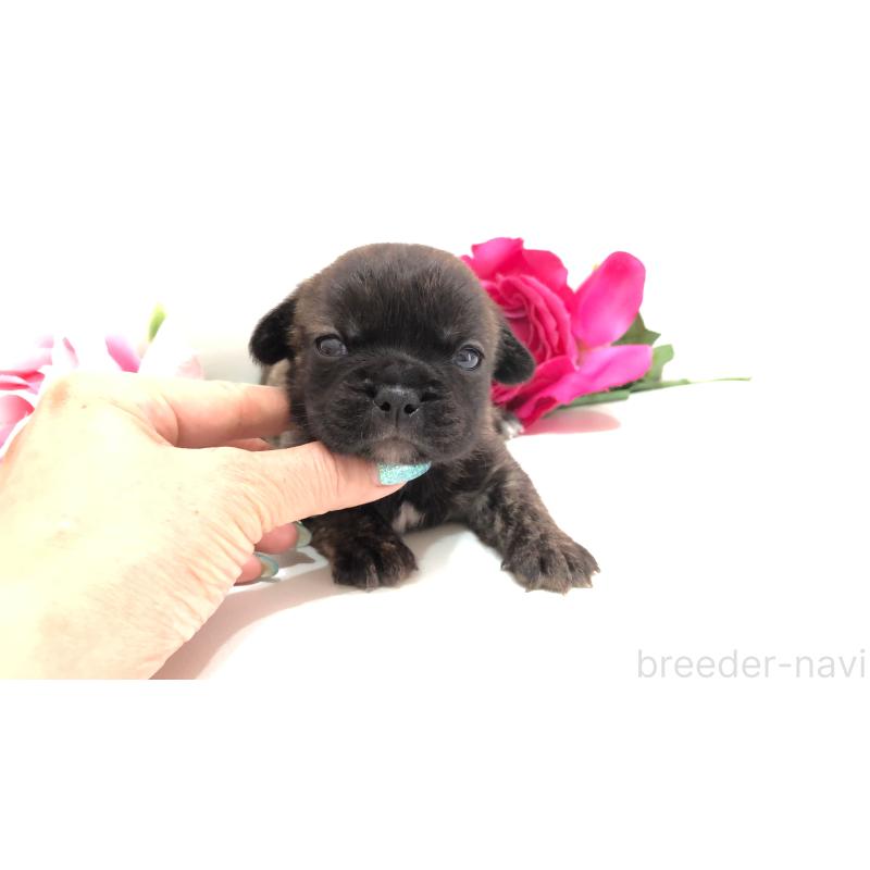 販売中の埼玉県のミックス犬-401461