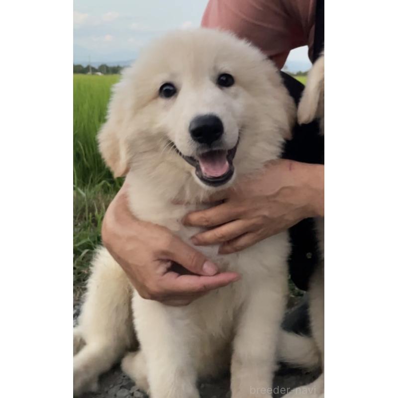 販売中の岩手県のミックス犬-403035