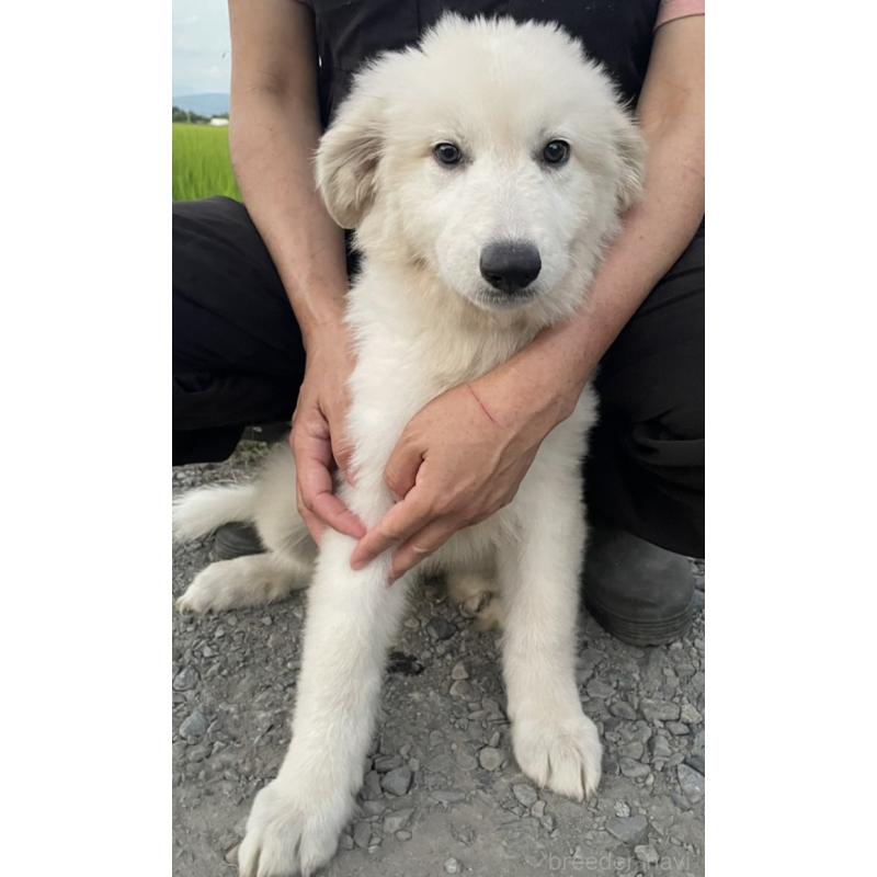 販売中の岩手県のミックス犬-403036の1枚目