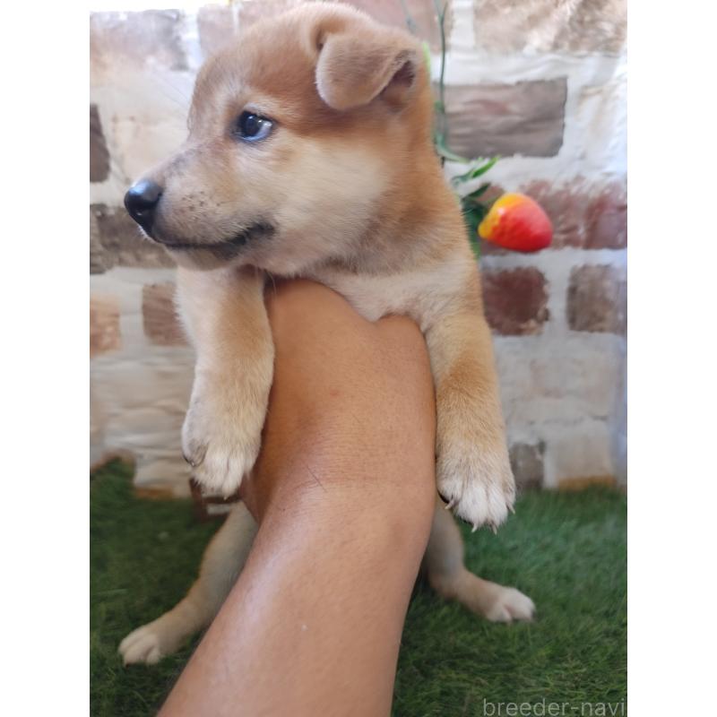 販売中の鹿児島県の柴犬-402976の3枚目