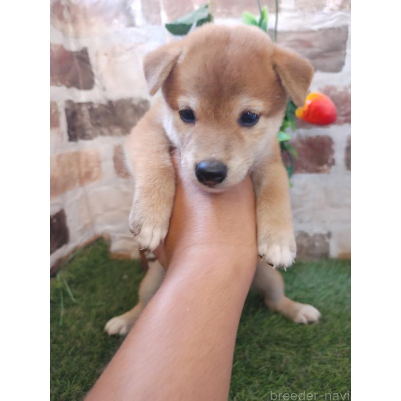 販売中の鹿児島県の柴犬-402976の2枚目